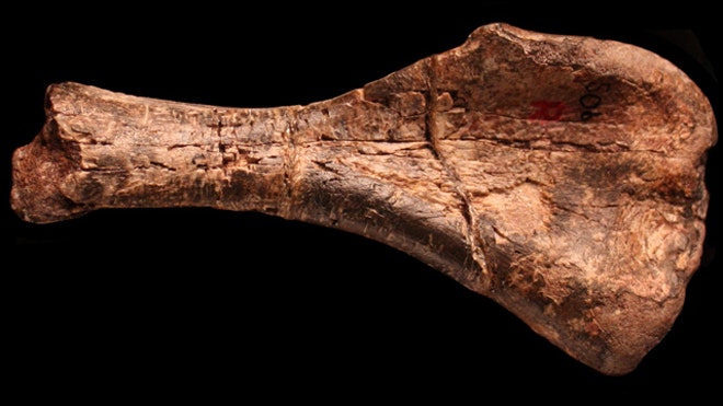 oldest dinosaur Fossil arm bone.jpg